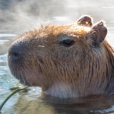 Никита Сорокин